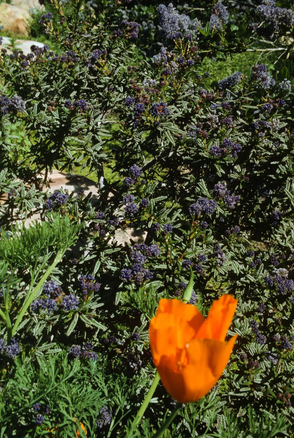 Wildflowers at SBBG (California Lilac) (California Poppy)