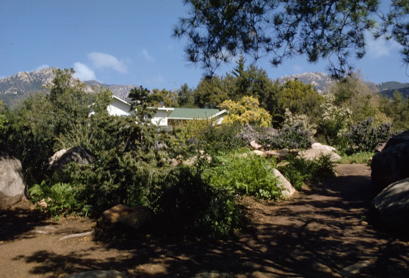SBBG, Manzanita Section