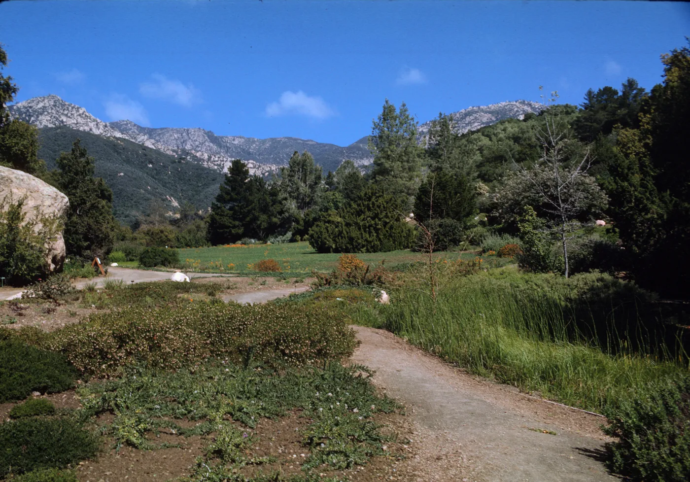 SBBG Meadow