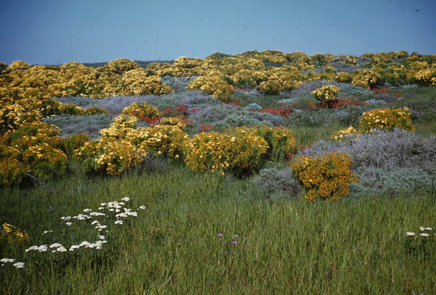 Achillea (yarrow), Coreopsis and Castilleja (Paint brush)on Middle Anacapa Island