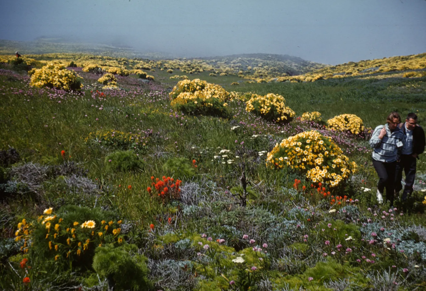 Flowers on Central Mesa of Anacapa Island