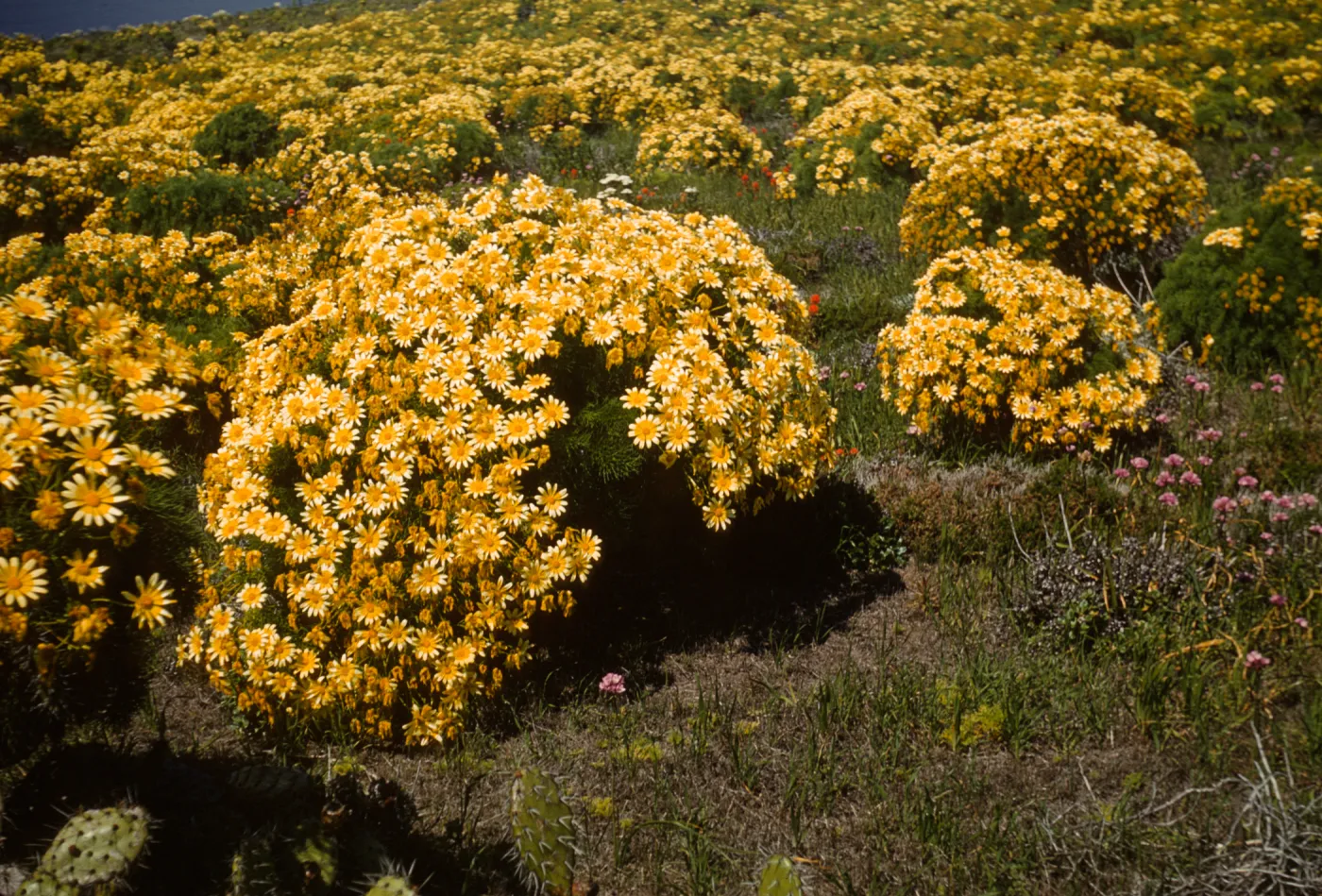 Coreopsis gigantea, Middle Anacapa Island
