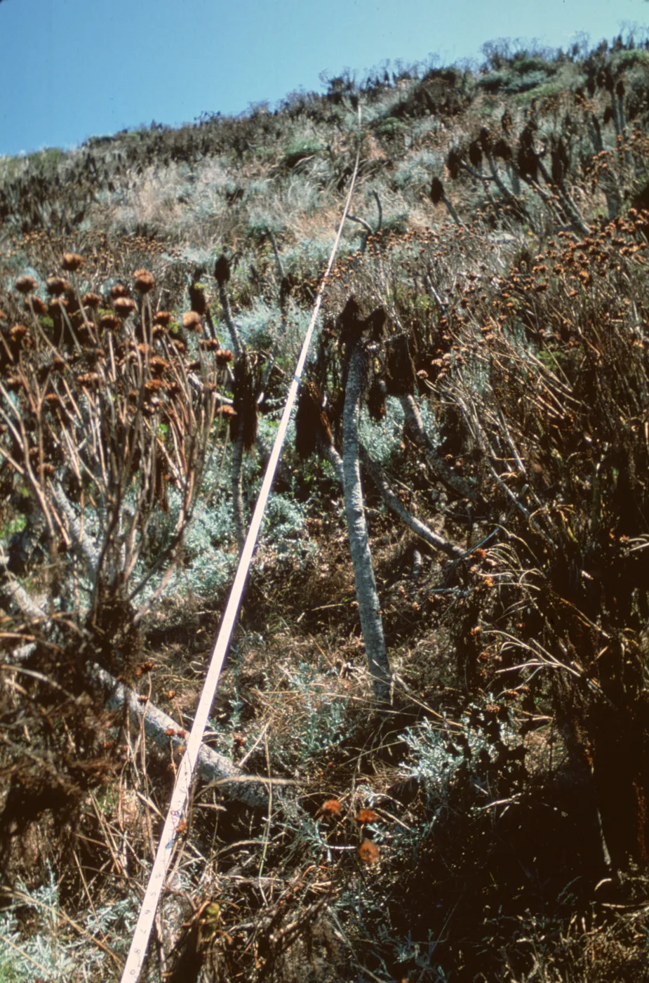 Middle Anacapa Island, SBBG Line Transect