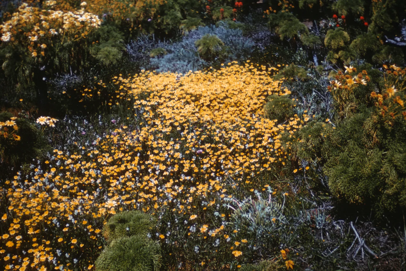 Goldfields on Middle Anacapa Island