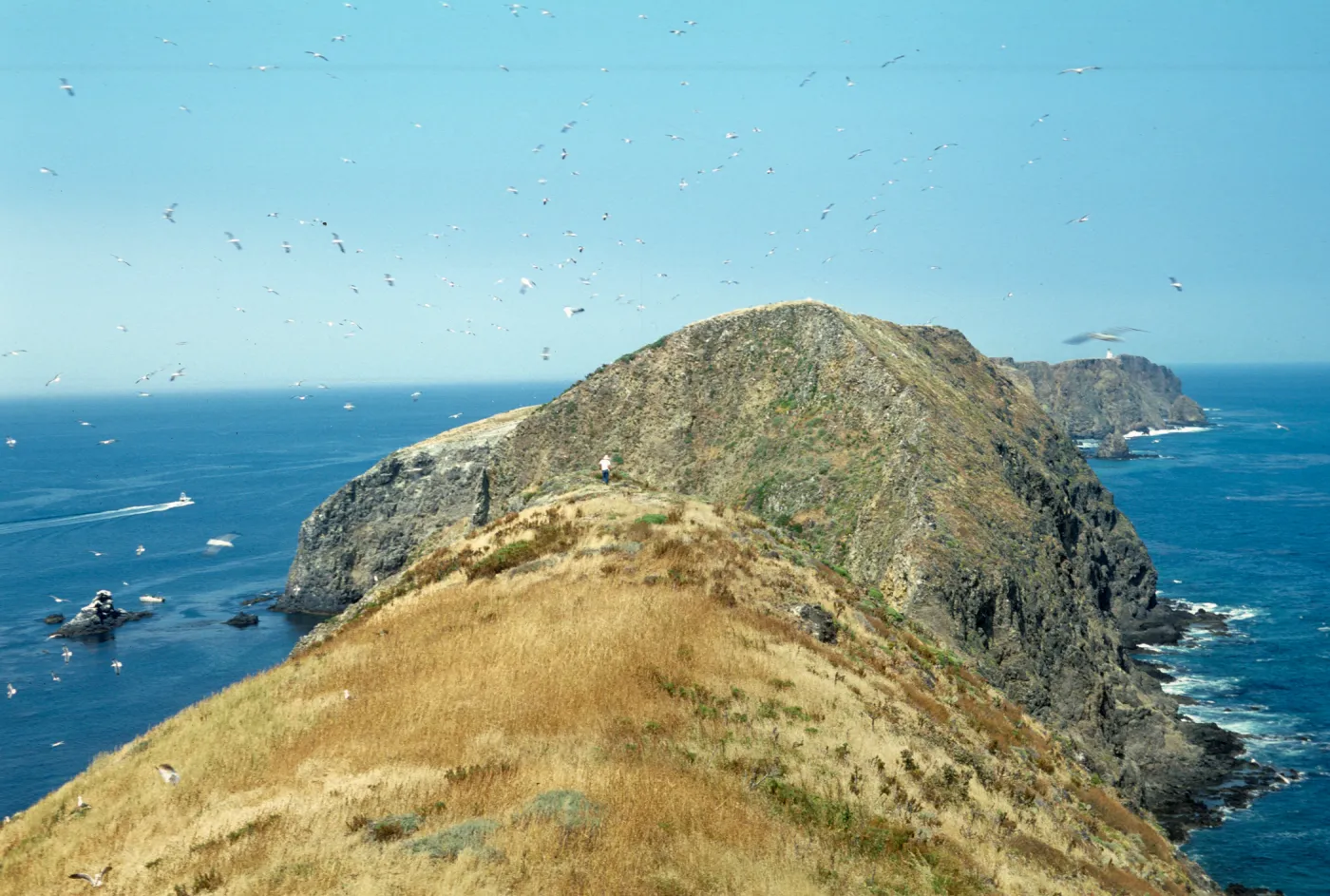 Middle Anacapa Island, west of Knife Edge