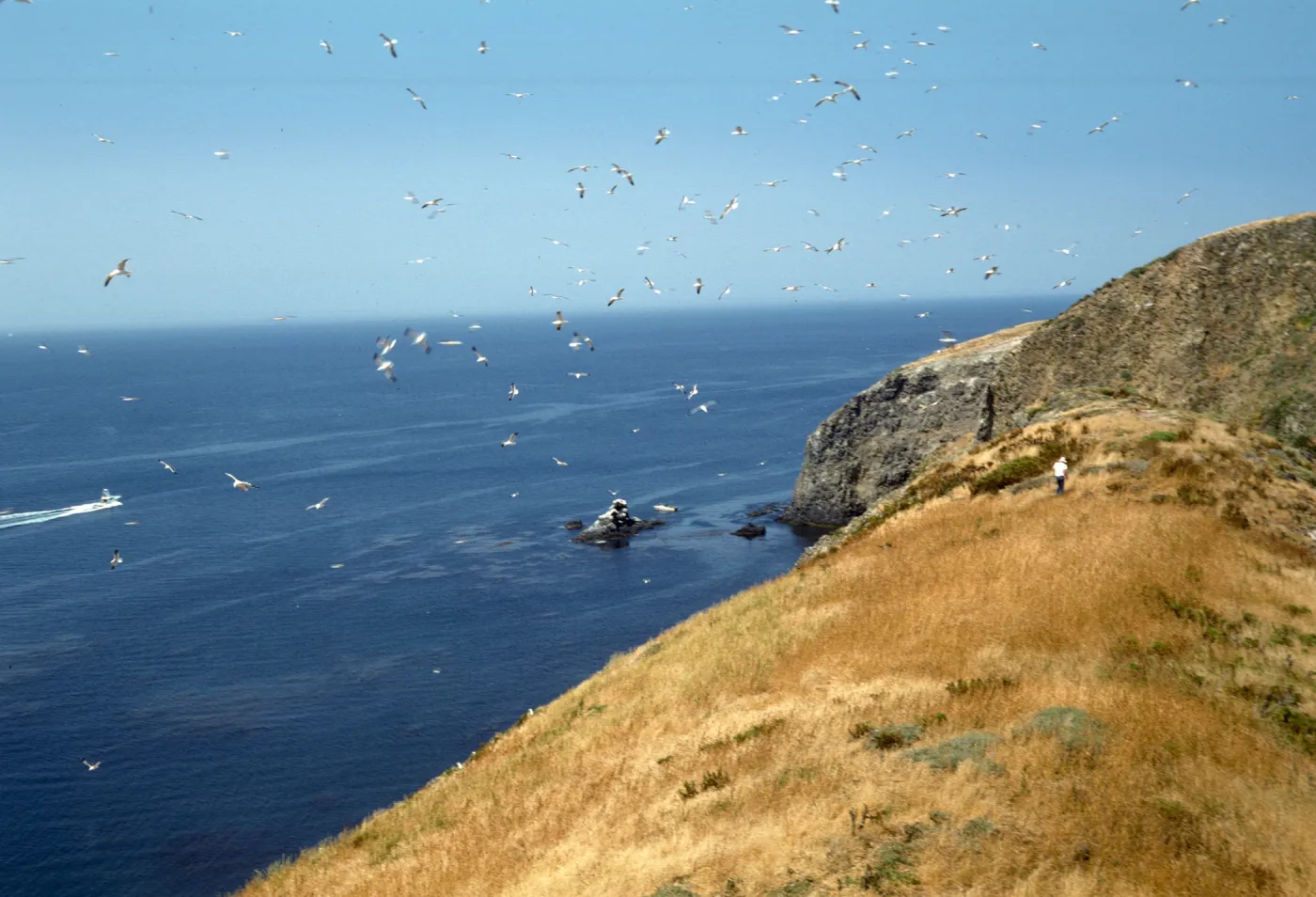 Middle Anacapa Island, west of Knife Edge