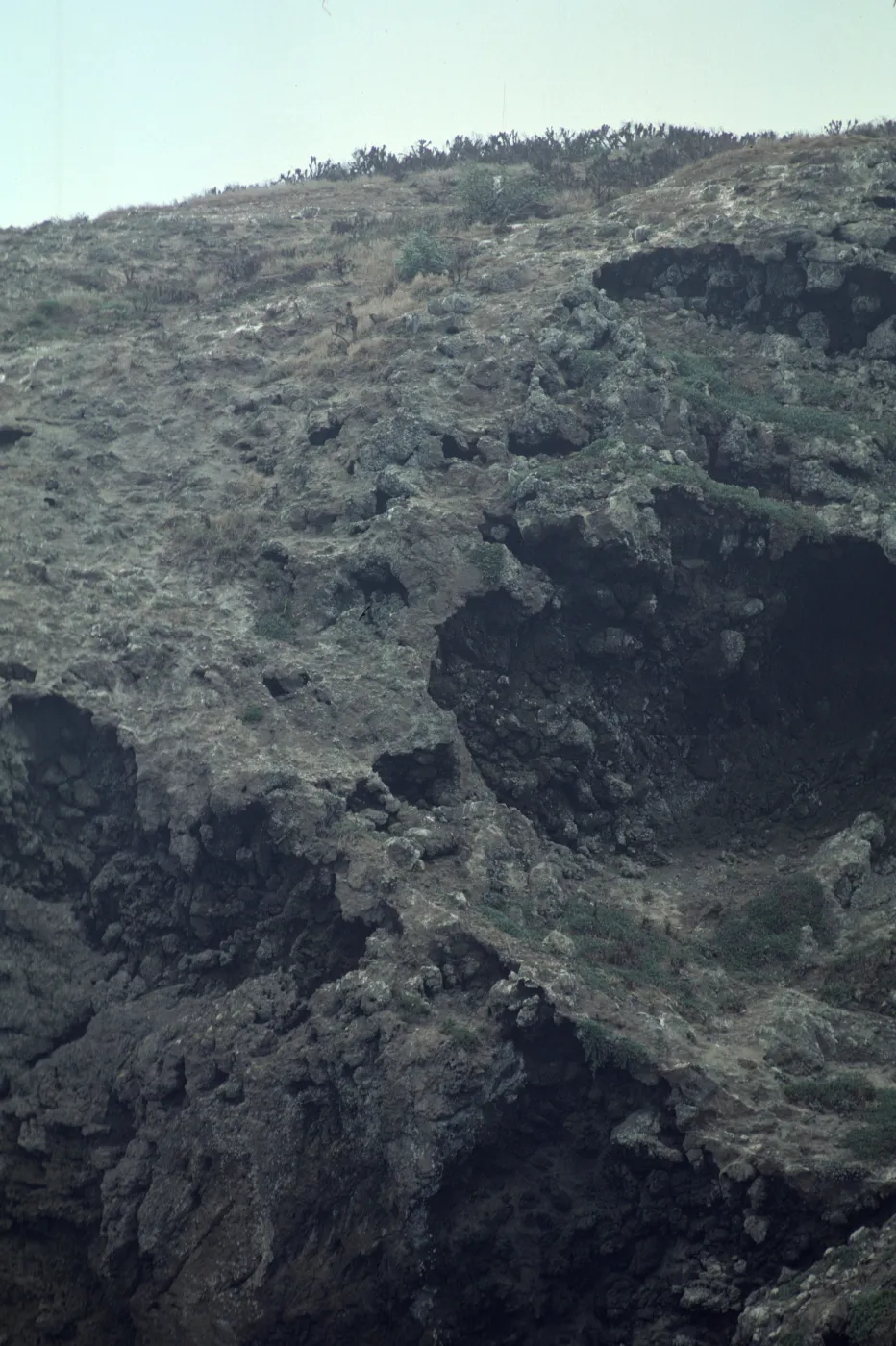 Lavatera on West Anacapa Island