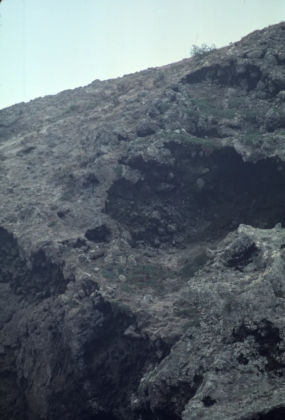 Lavatera on West Anacapa Island
