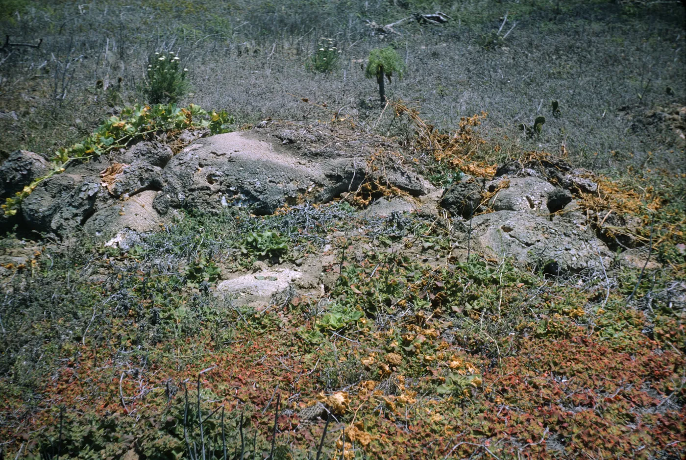 Santa Barbara Island, Marah root