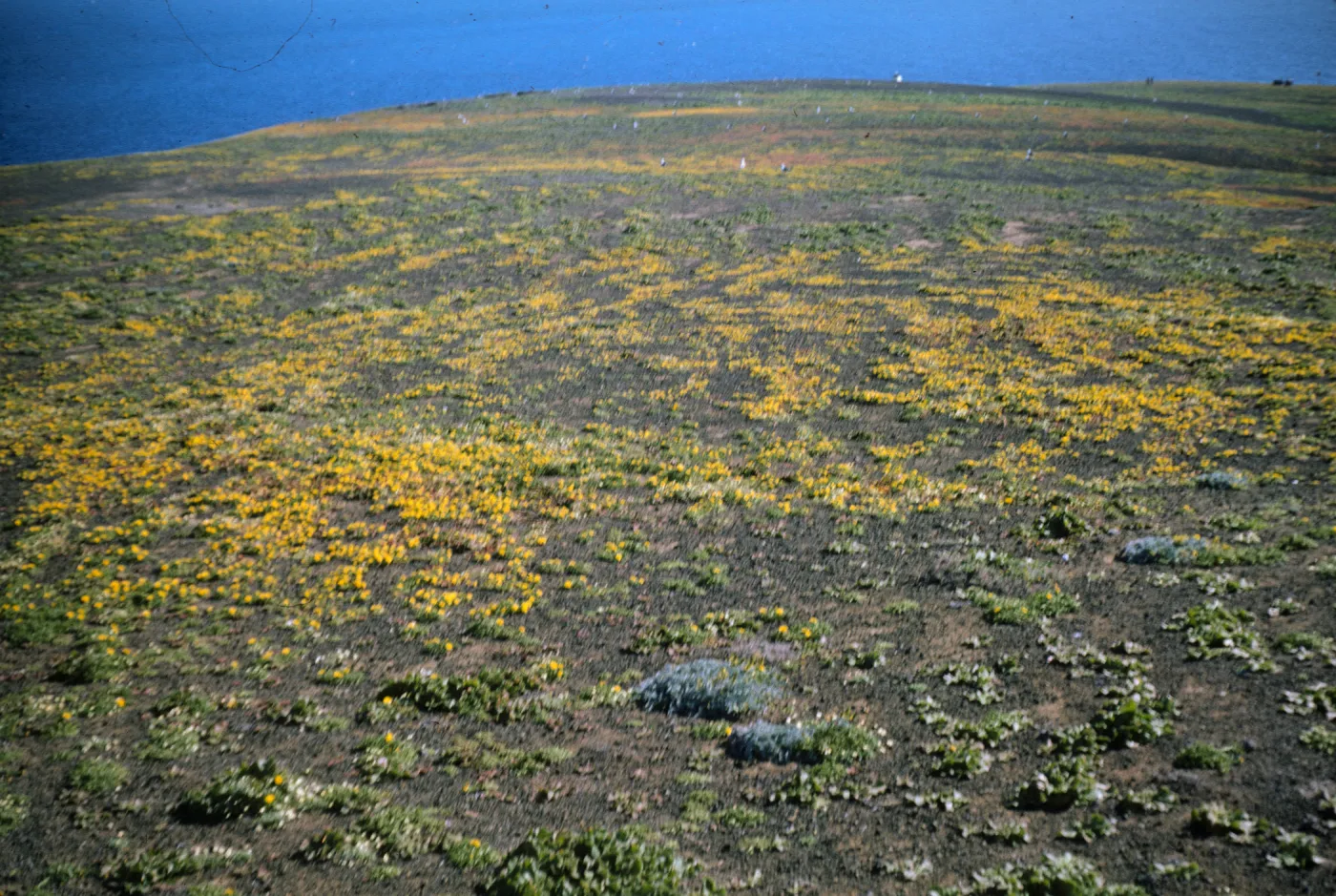 Santa Barbara Island, Lasthenia, Astragalus