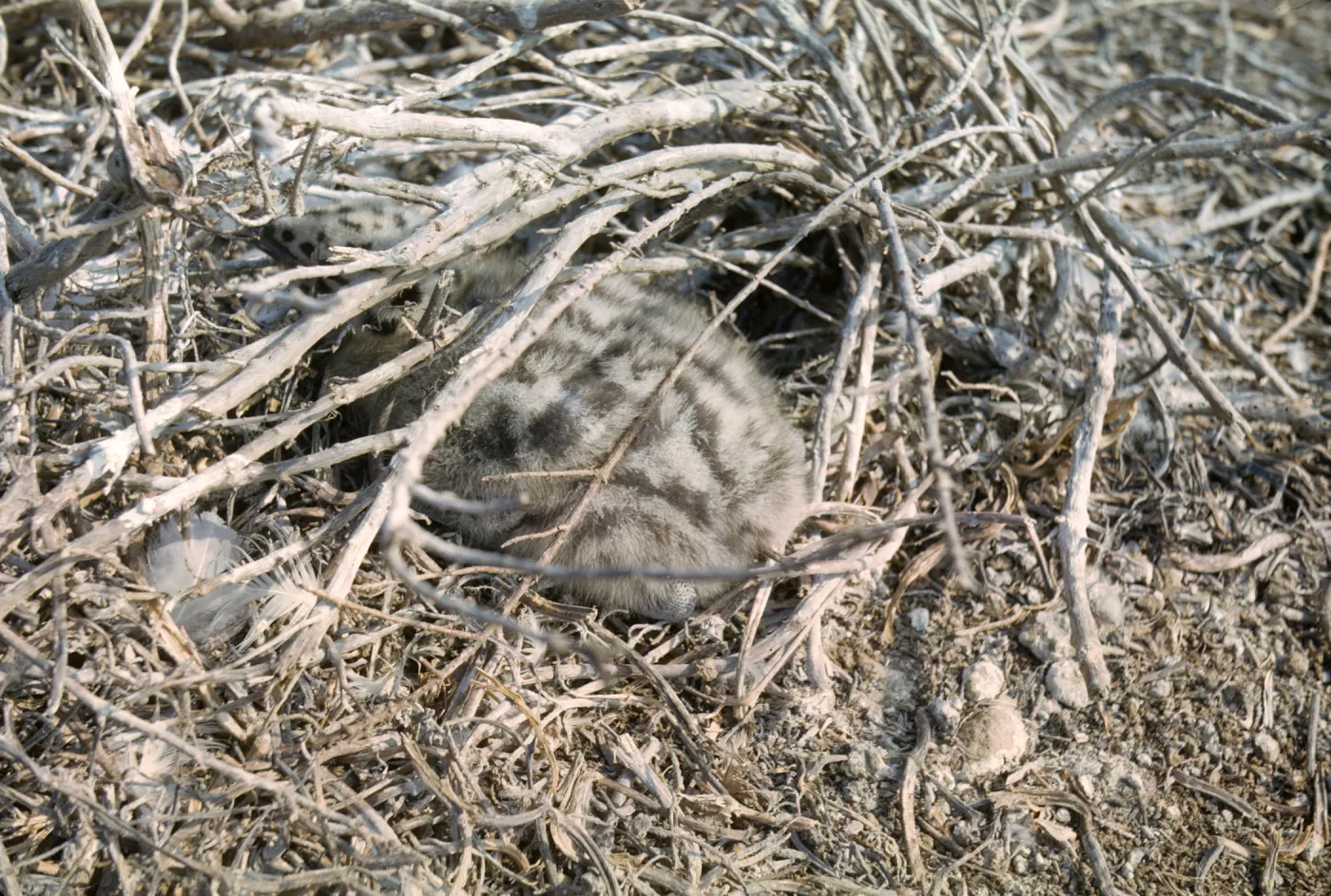 young sea gull in nest, west side of Santa Barbara Island