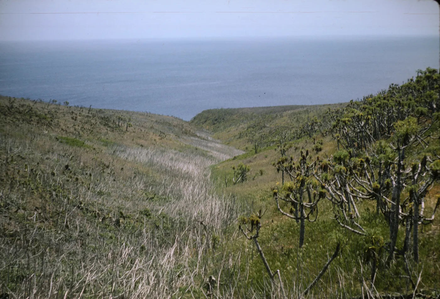 Coreopsis and Malva (Mallow), Santa Barbara Island