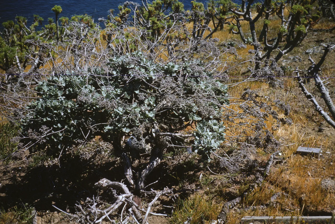 Eriogonum giganteum compactum, Landing Cove, Santa Barbara Island