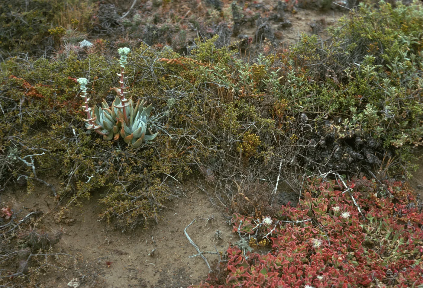 Santa Barbara Island