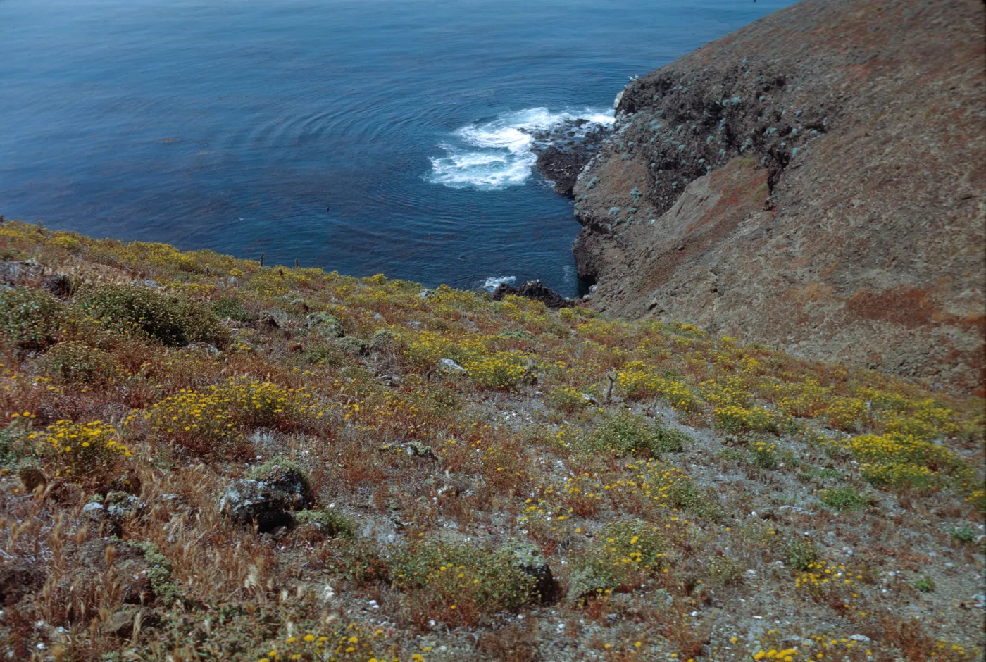 Santa Barbara Island