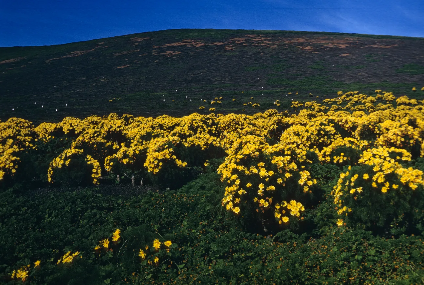 Santa Barbara Island