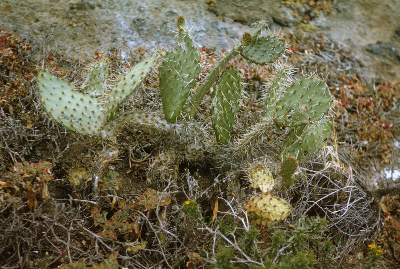 Santa Barbara Island