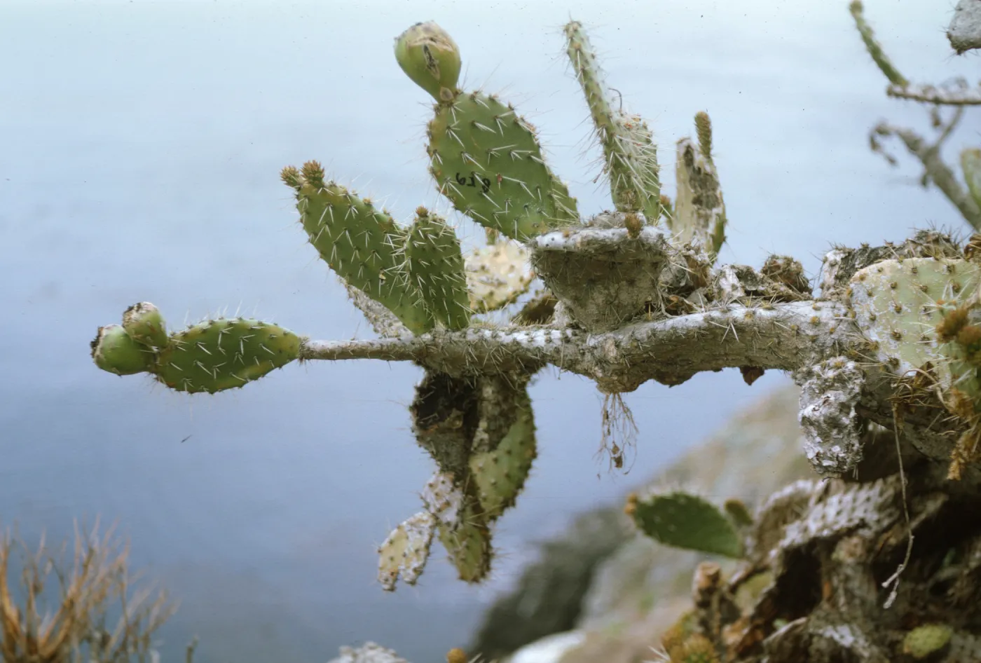 Santa Barbara Island (Prickly-pear)