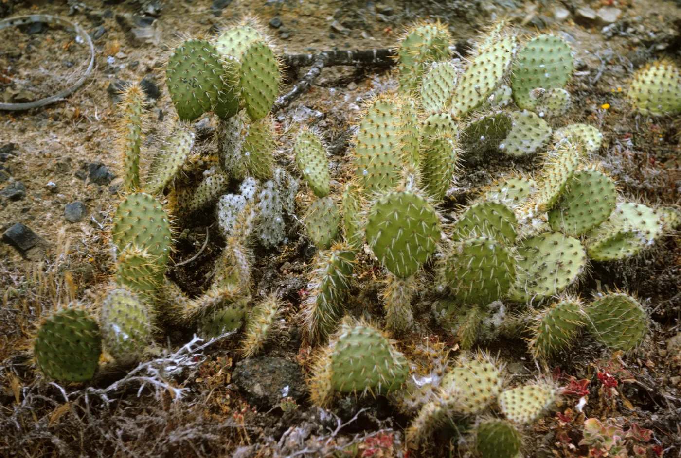 Santa Barbara Island