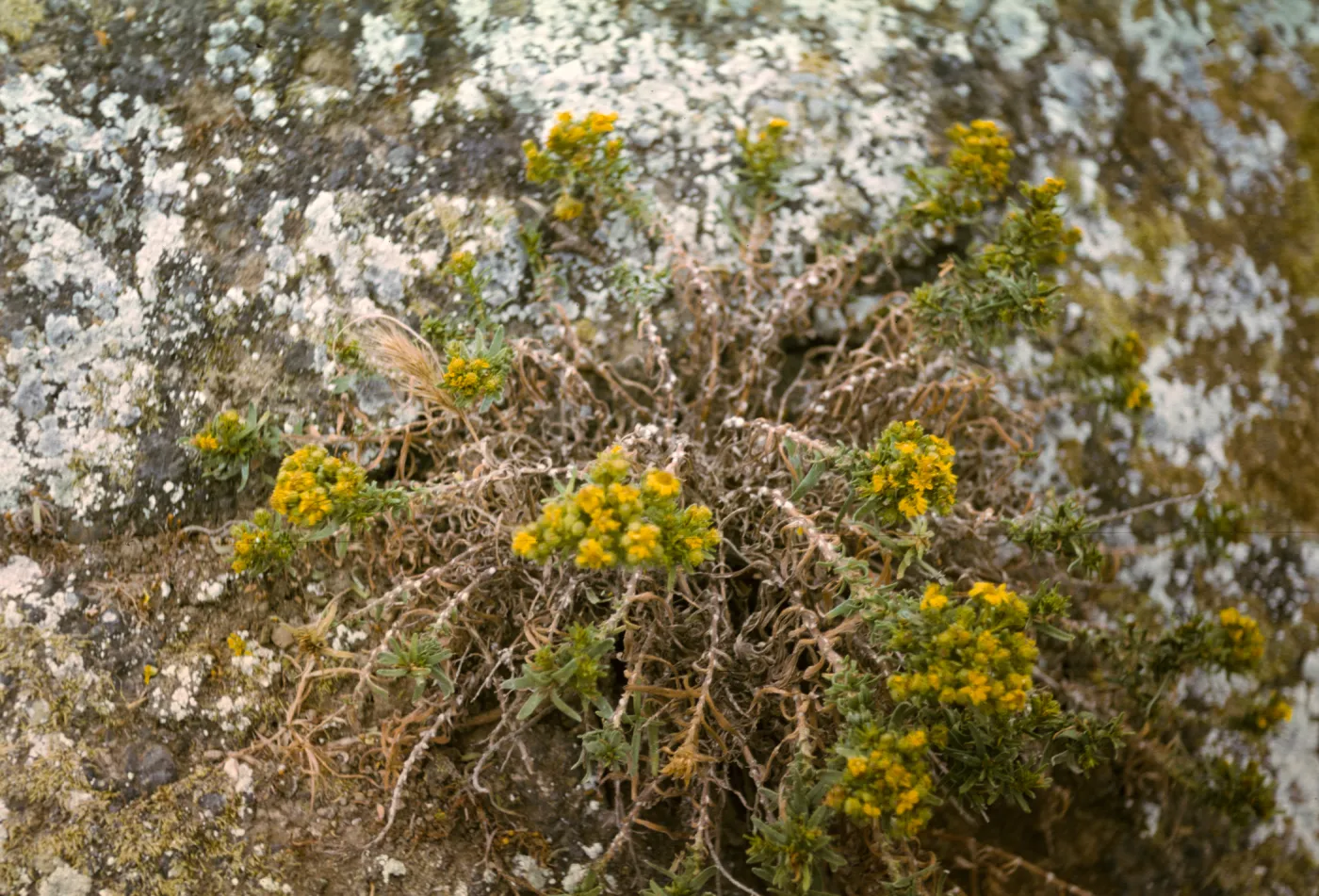 Santa Barbara Island, Hemizonia
