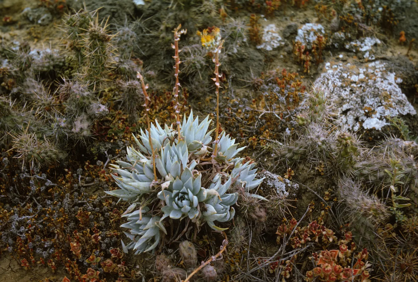 Santa Barbara Island, Dudleya (liveforevers)