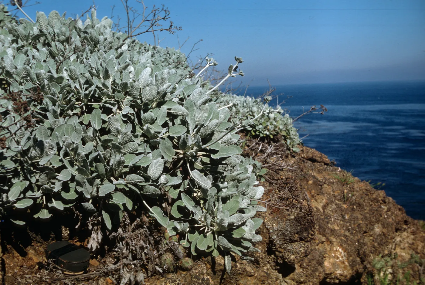 Eriogonum (wild buckwheat) , Santa Barbara Island