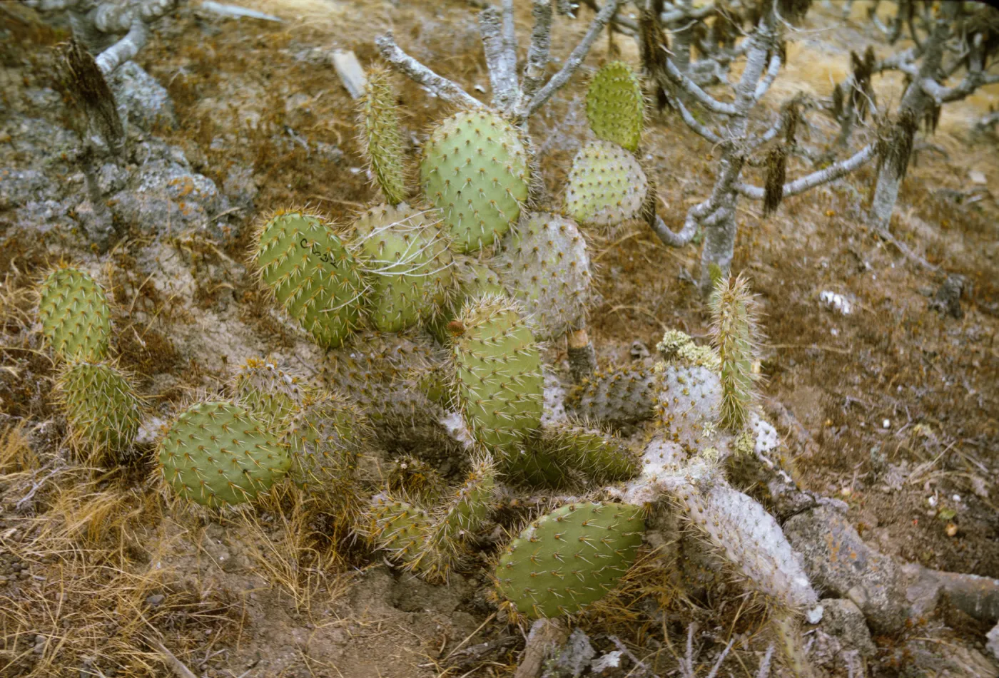 Opuntia oricola on Santa Barbara Island May 1967