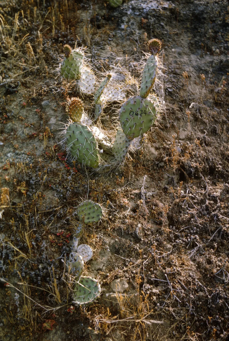 Opuntia on Santa Barbara Island, May 1967