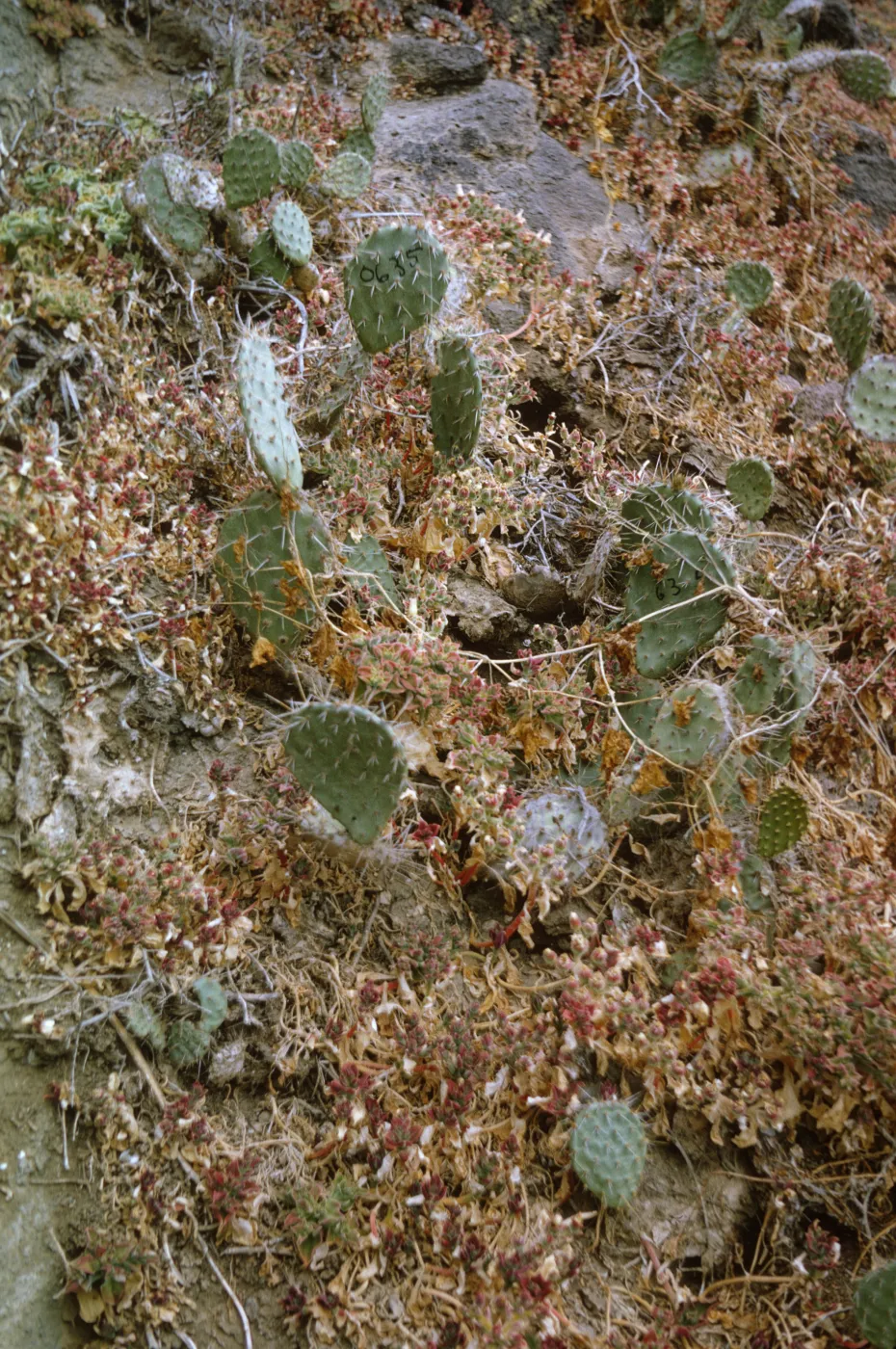 Opuntia (Prickly-pear) on Santa Barbara Island, May 1967