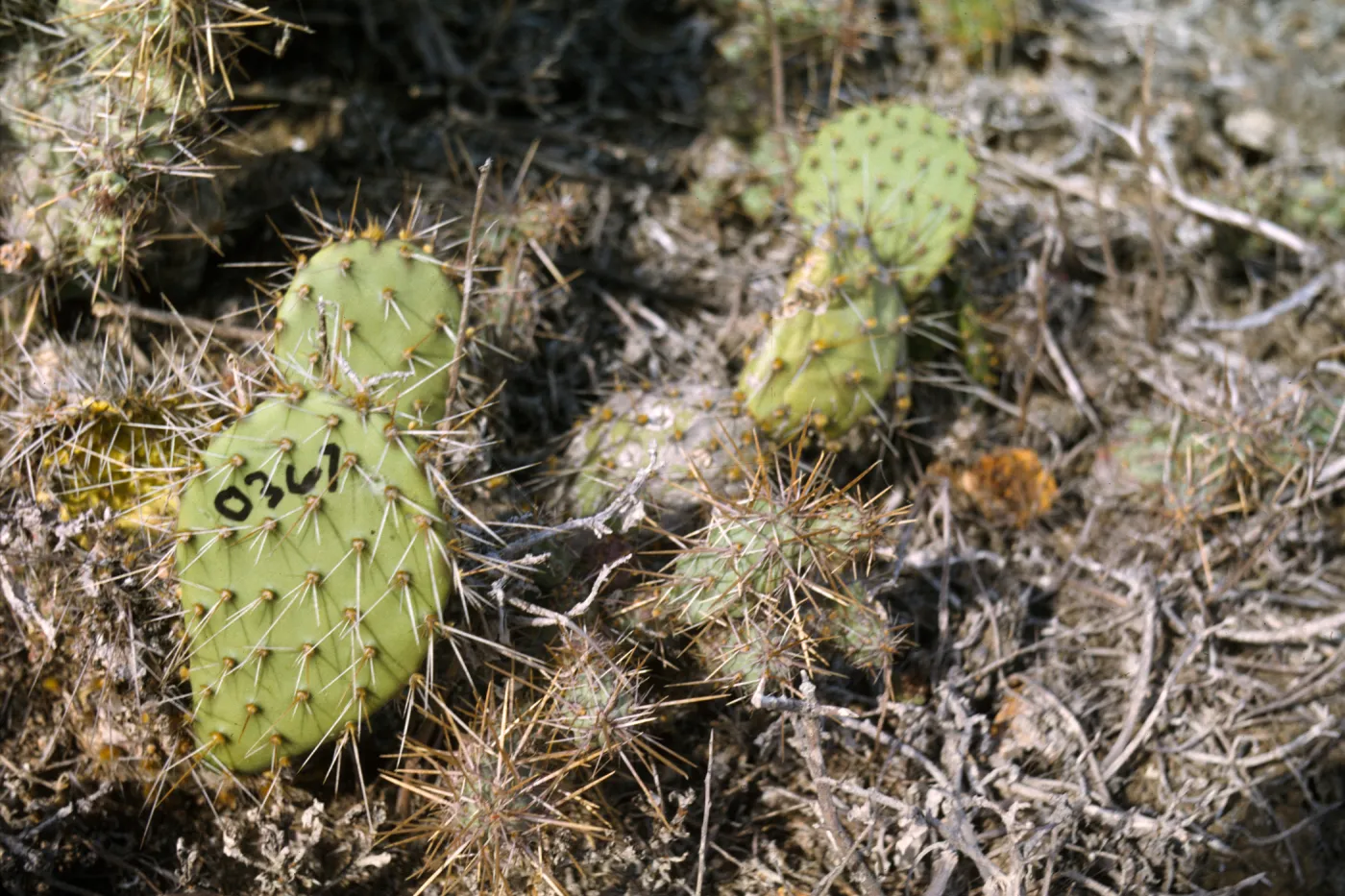 Opuntia aff. littoralis on Santa Barbara Island