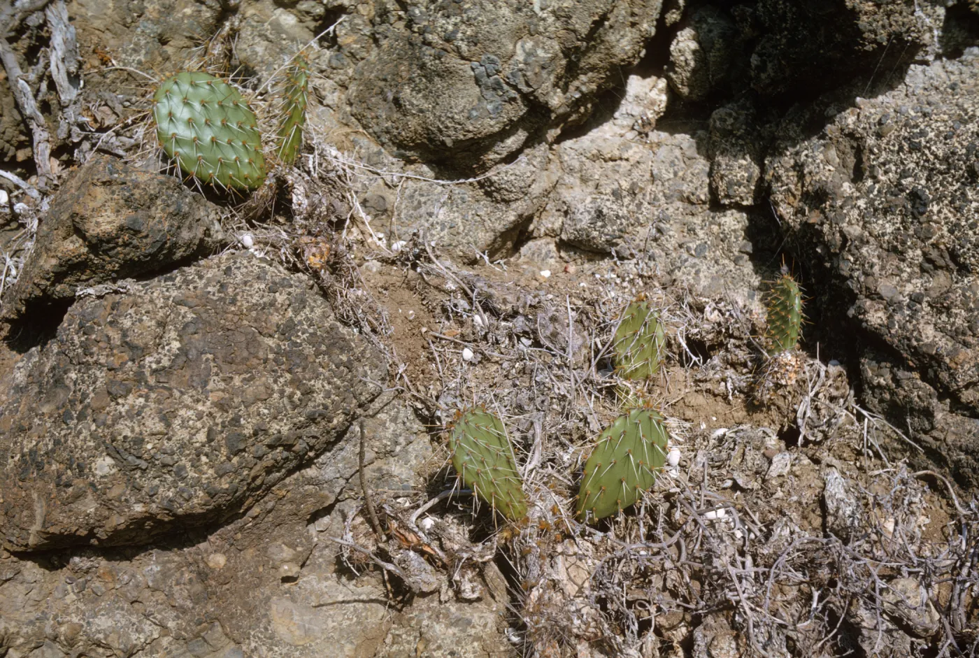 Opuntia (Prickly-pear) on Santa Barbara Island