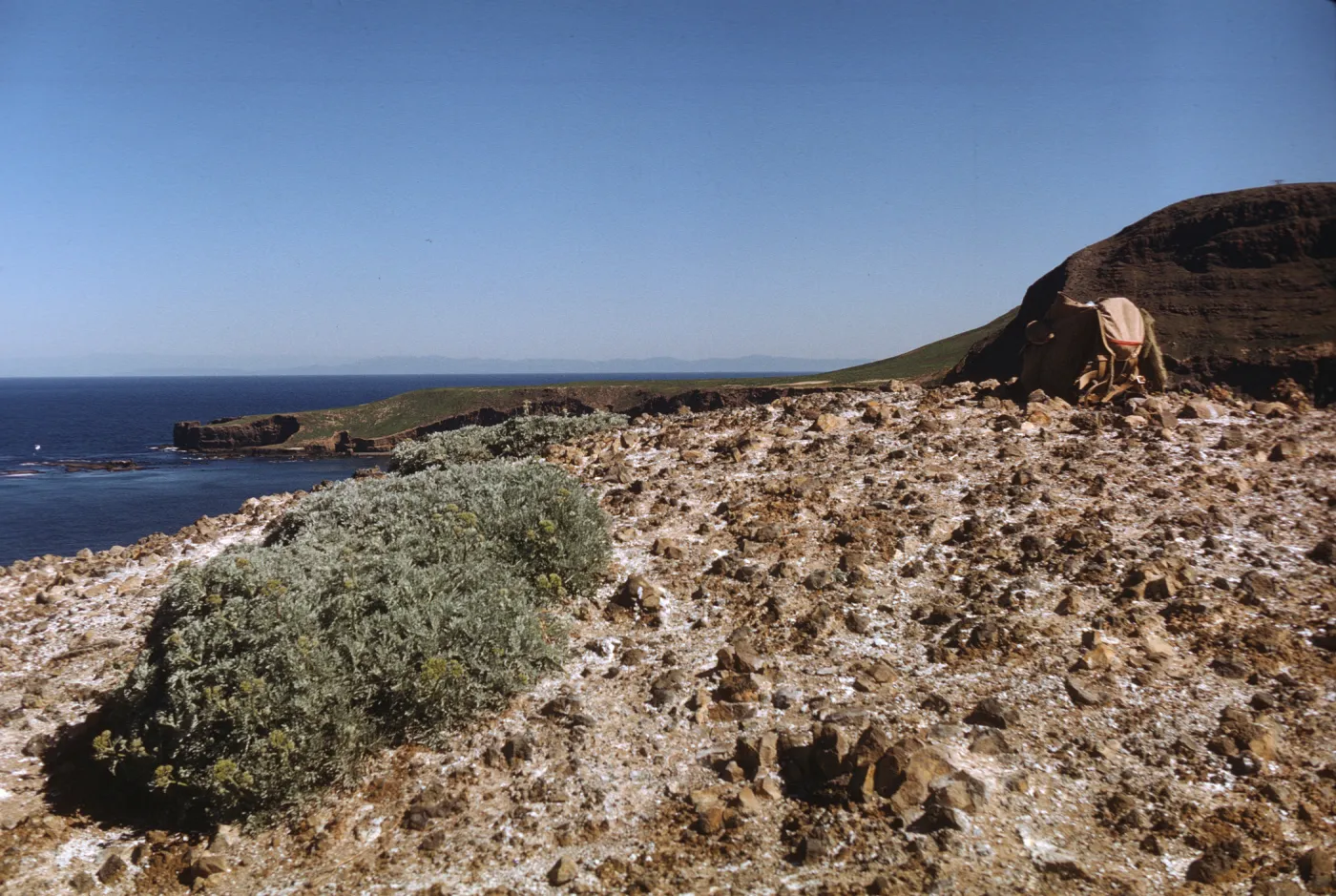 Sutil Island summit, west slope of Santa Barbara Island