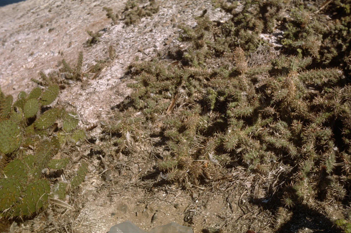 Santa Barbara Island, Opuntia 0703 and 0704 on Sutil Island