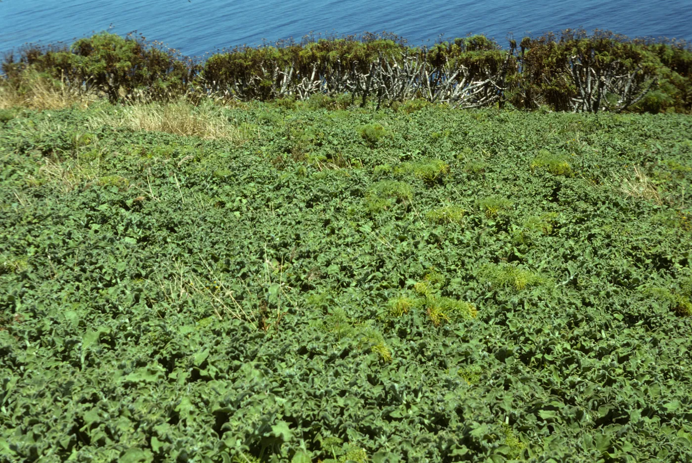 Coreopsis seedlings in iceplant, Santa Barbara Island