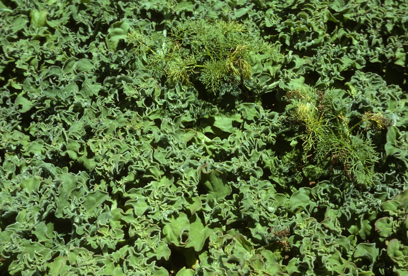 Coreopsis seedlings in iceplant, Santa Barbara Island
