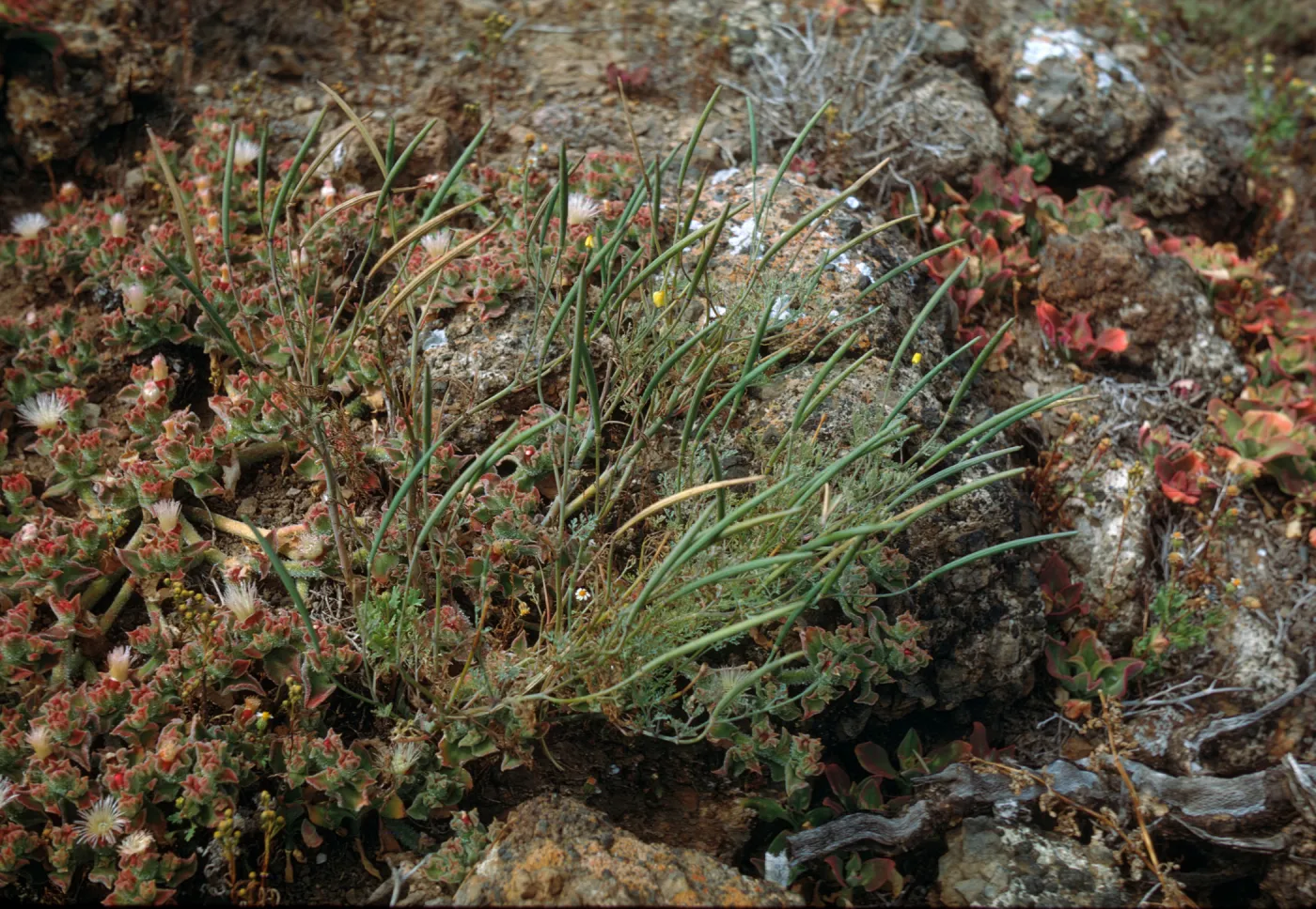 Eschscholzia ramosa, Santa Barbara Island