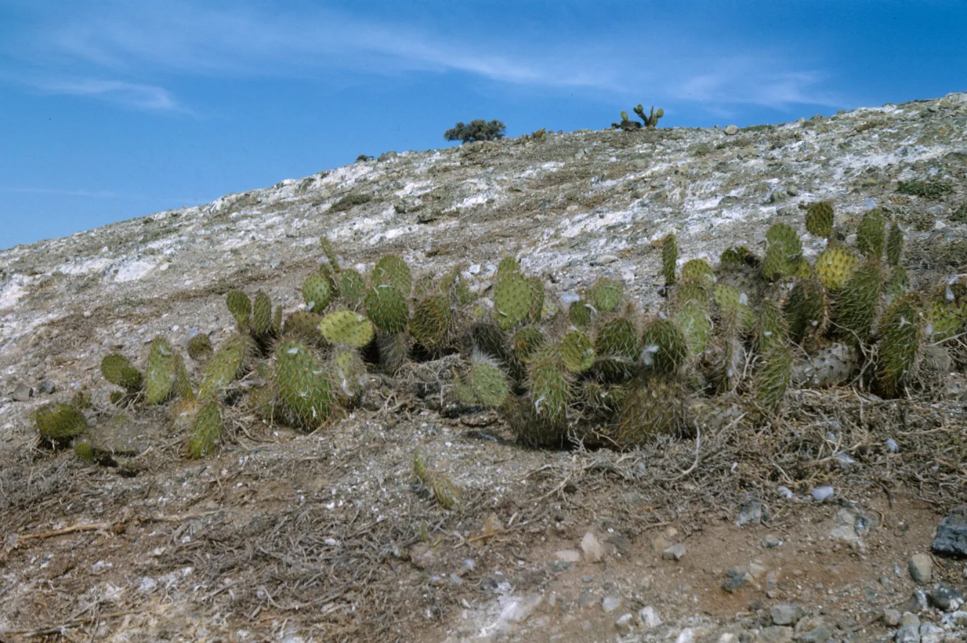 Opuntia 0245S, Santa Barbara Island