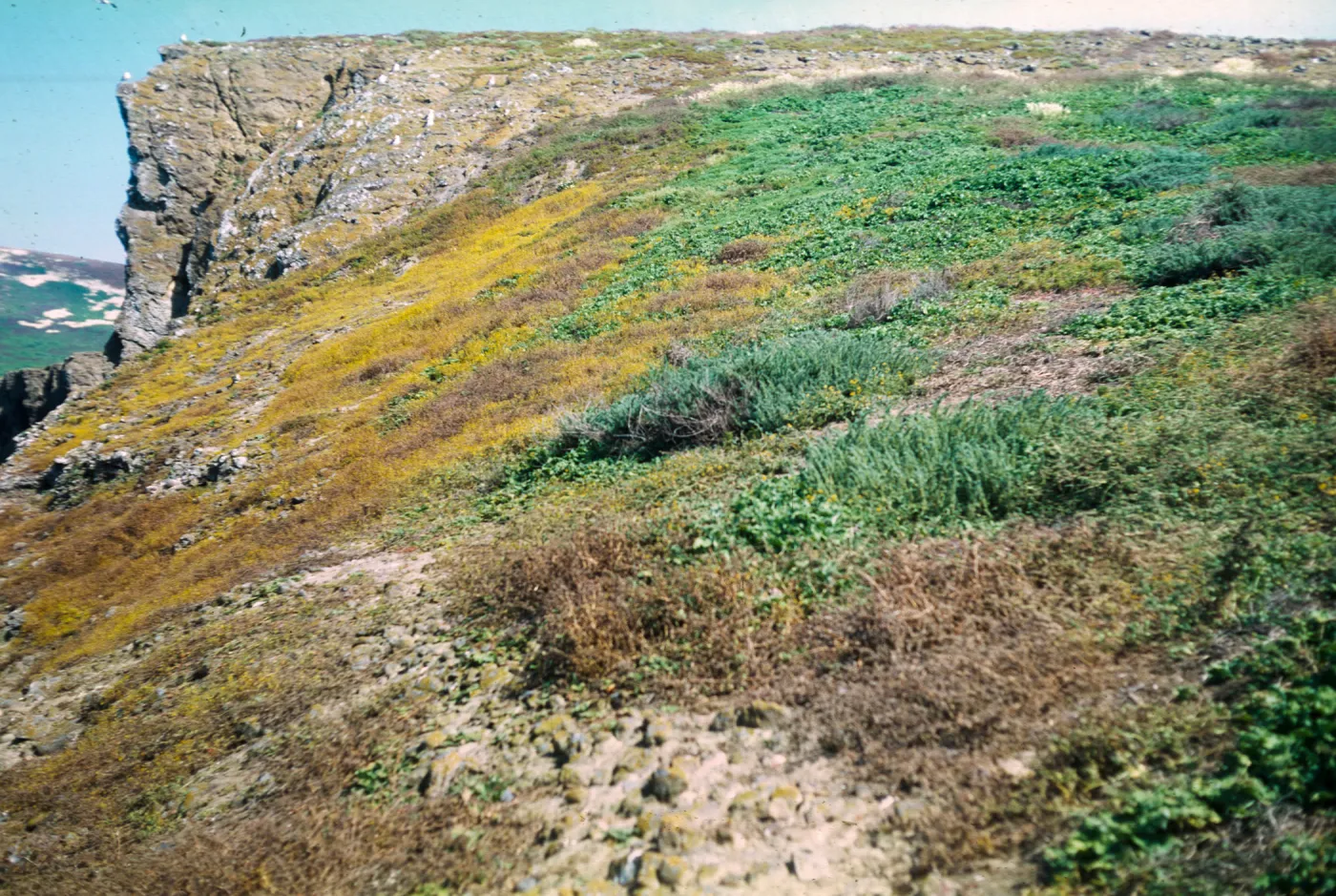 Santa Barbara Island