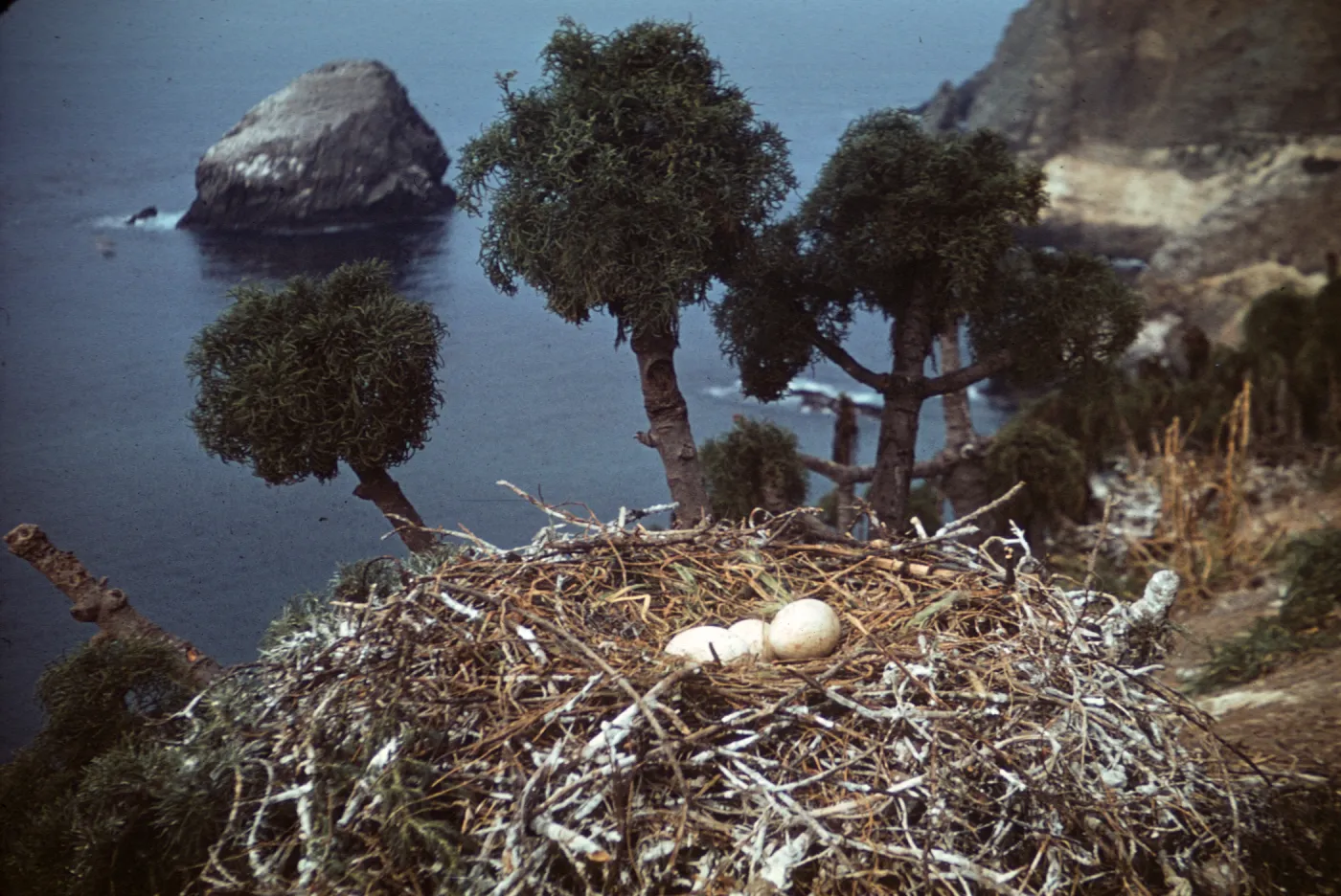eggs in pelican nest, Santa Barbara Island
