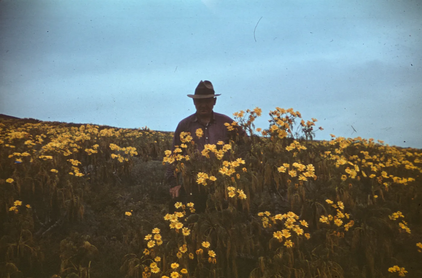 Dr. Meryl Byron Dunkle (M.B. Dunkle) on Santa Barbara Island