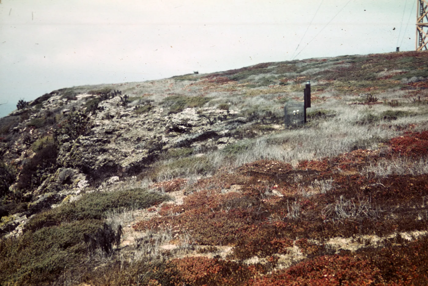 Santa Barbara Island, Signal Peak