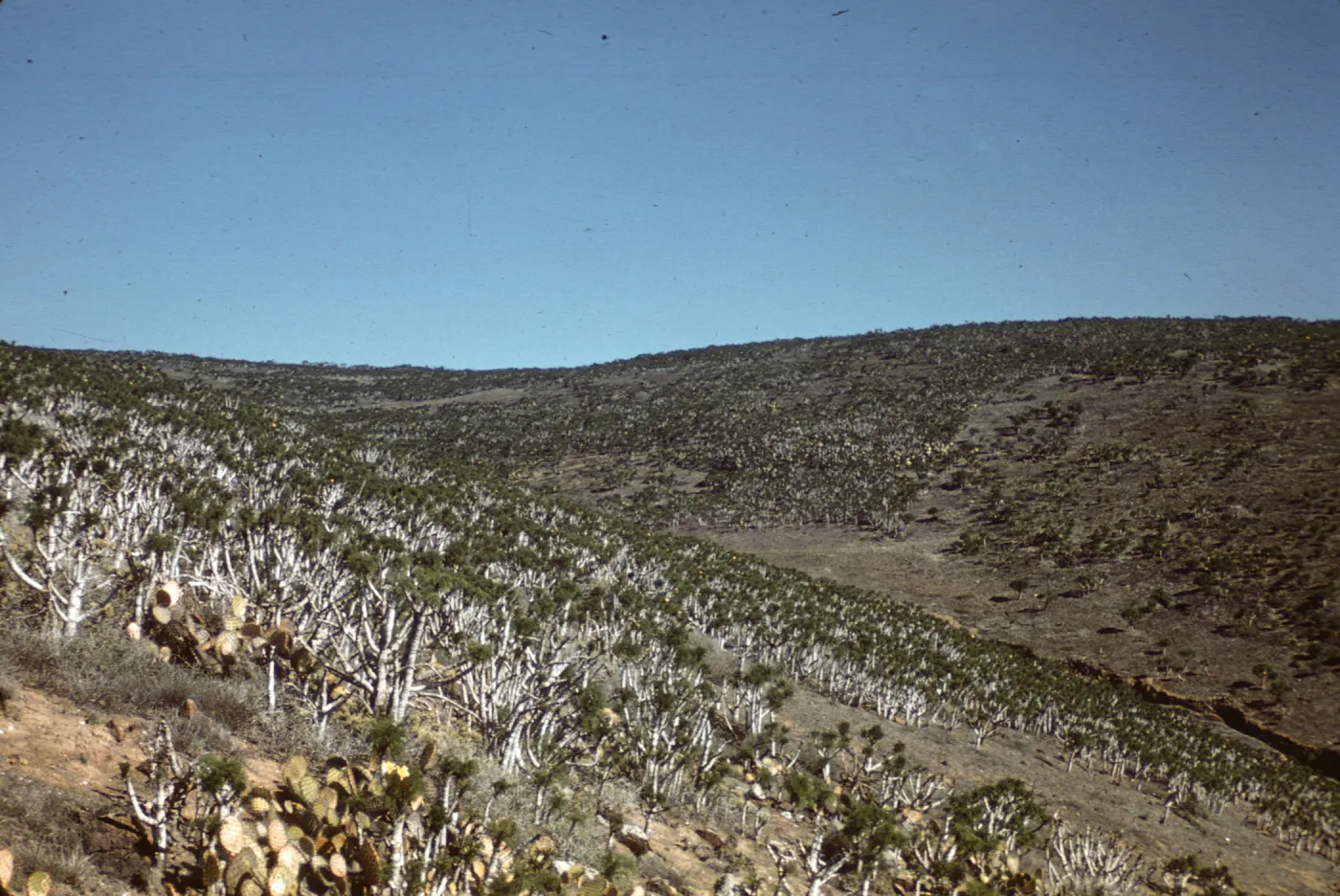 Santa Barbara Island