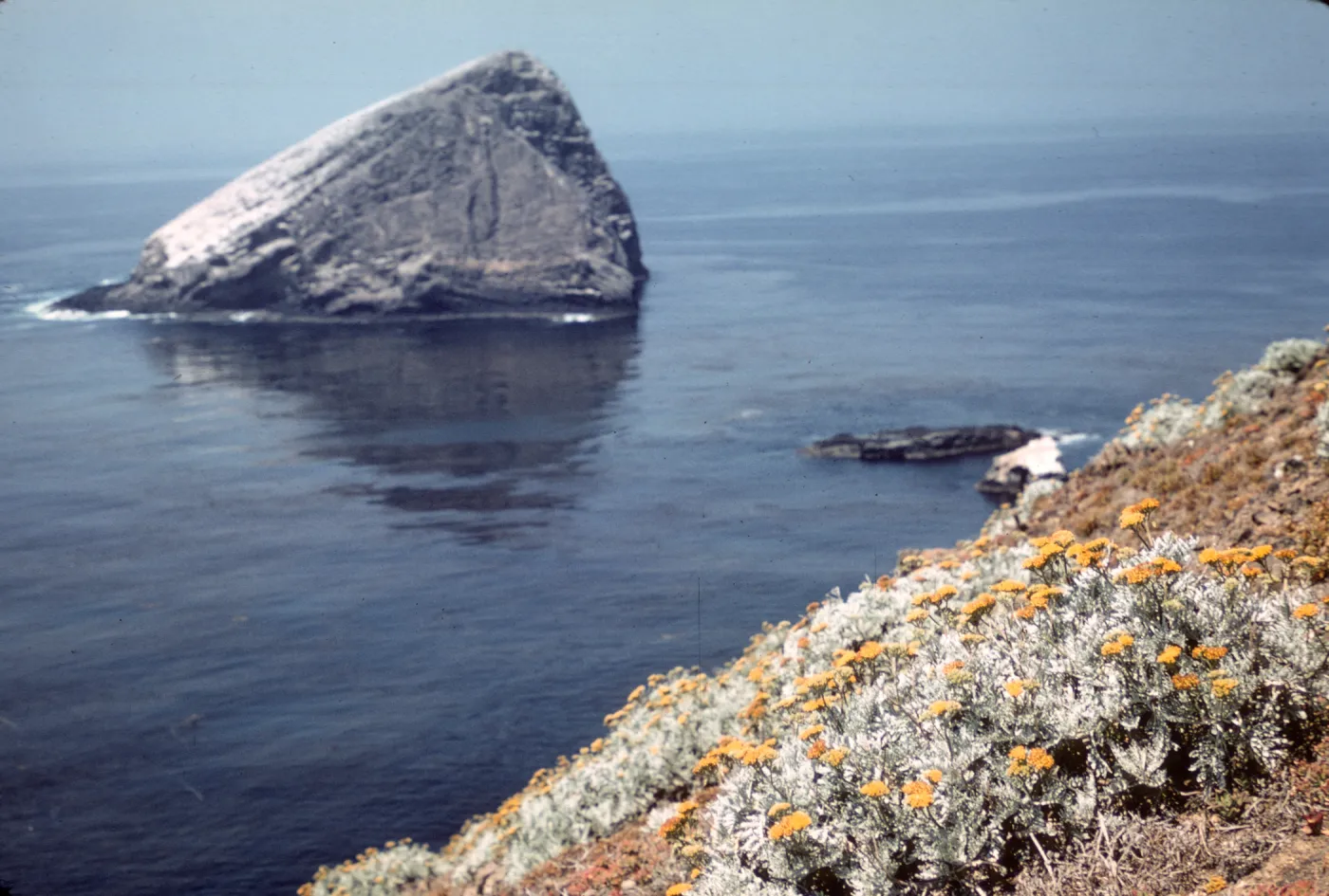 Santa Barbara Island, Sutil Island
