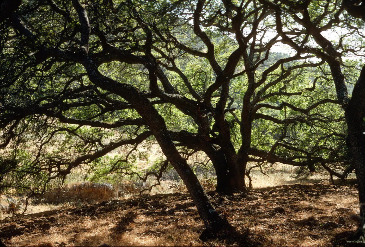 Santa Catalina Island