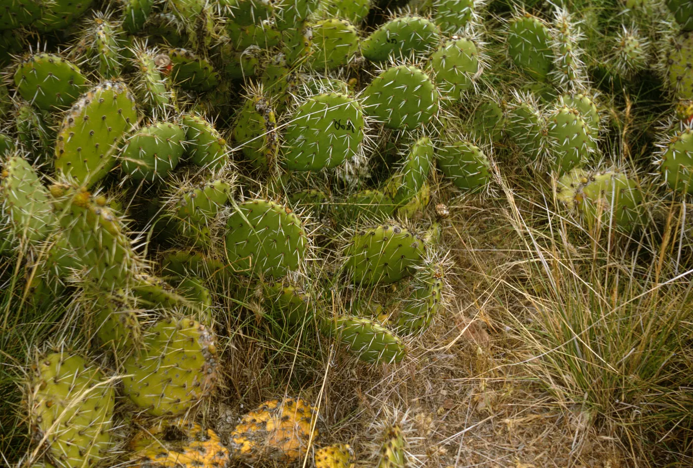 Opuntia (Prickly-pear), Santa Catalina Island