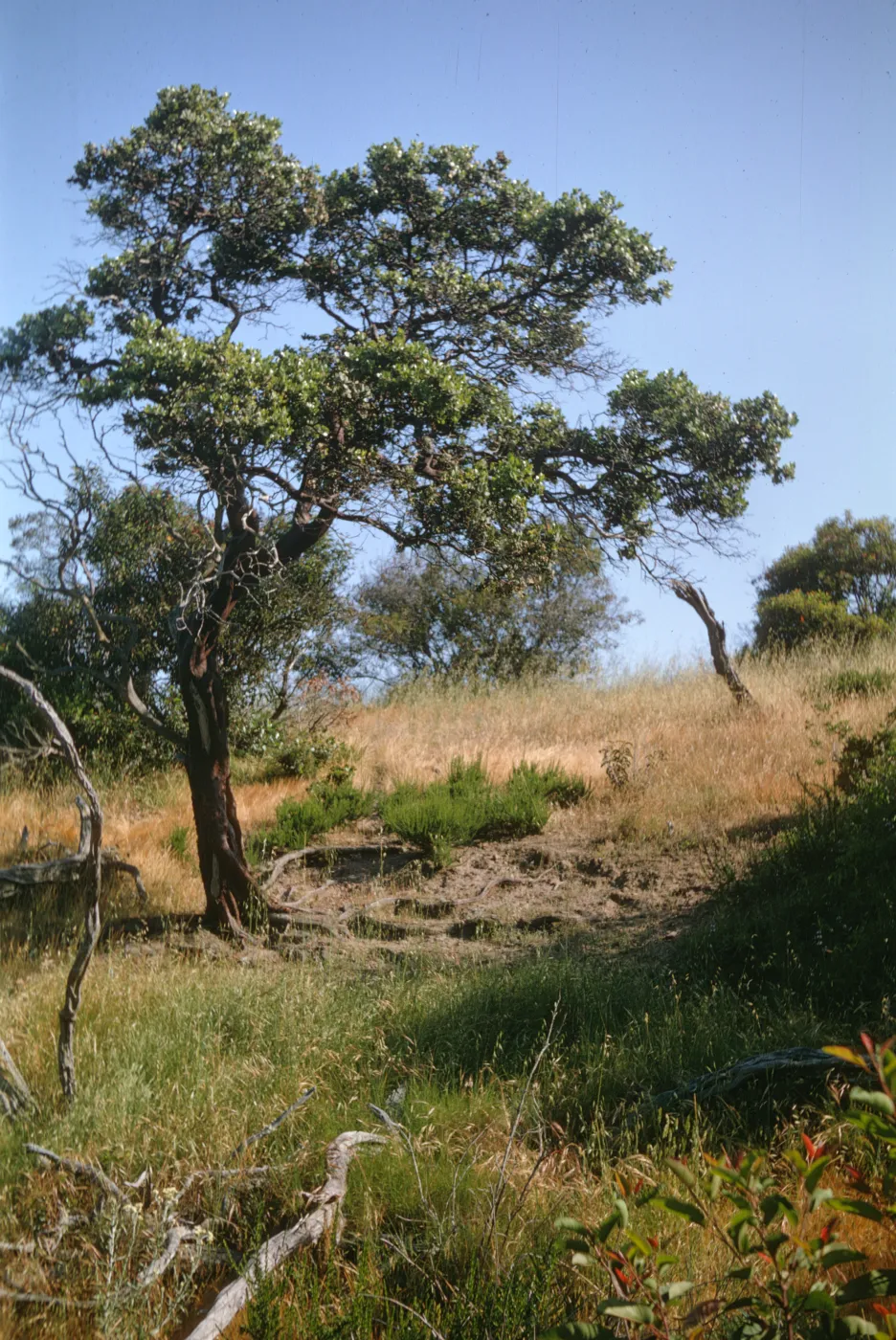 Arctostaphylos catalinae (Santa Catalina Island manzanita), Santa Catalina Island