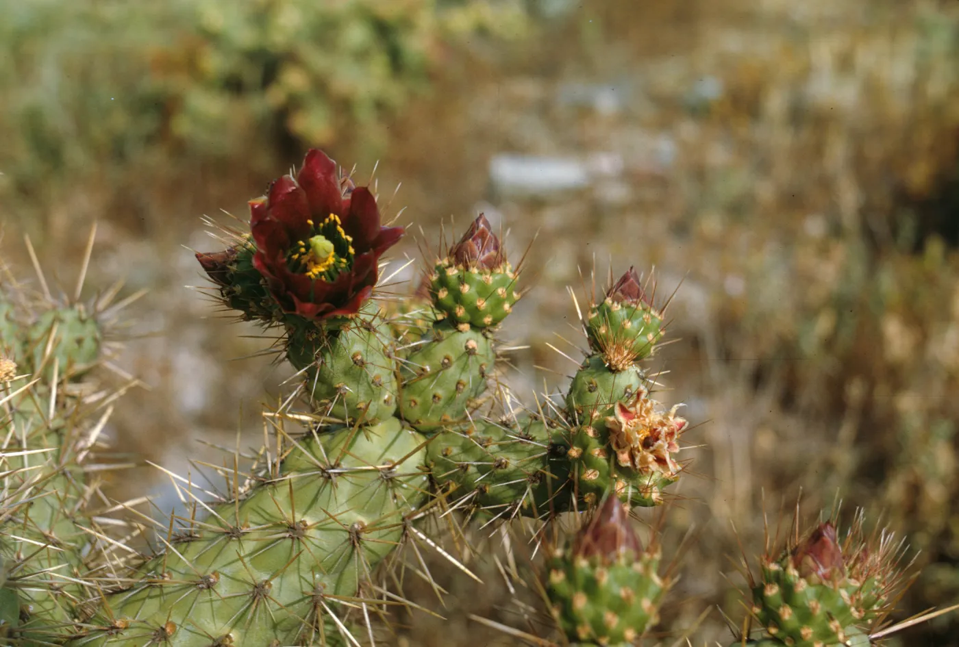 Opuntia (Prickly-pear) in flower on Santa Catalina Island