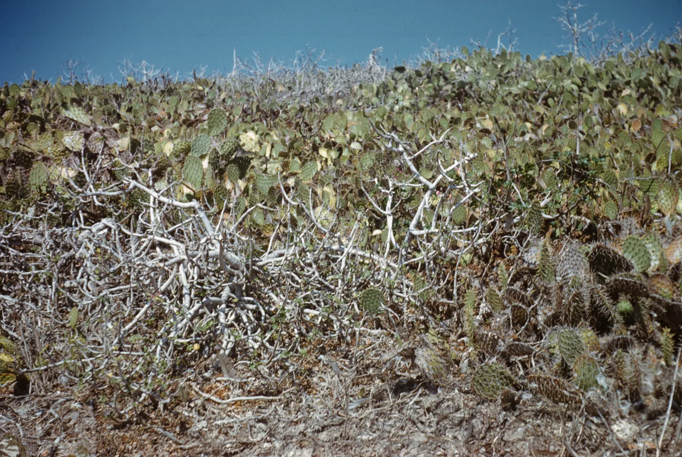 Lavatera assurgentiflora and Opuntia (Prickly-pear) on Santa Catalina Island