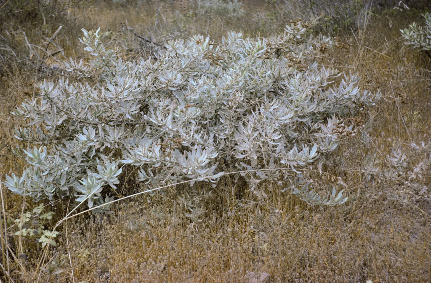 Eriodictyon traskiae, Santa Catalina Island
