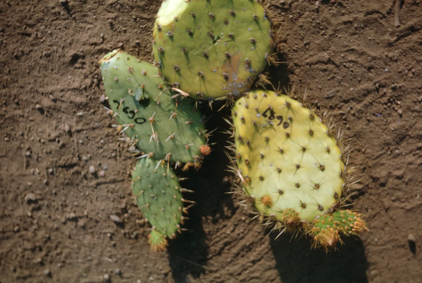 Santa Catalina Island Lavatera (Prickly-pear)